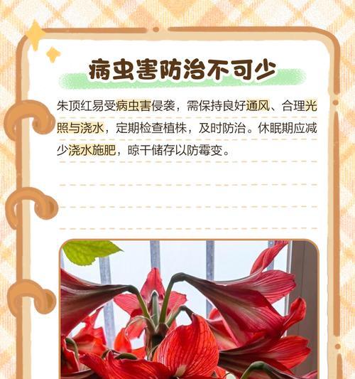 朱顶红不长种荚的原因是什么？