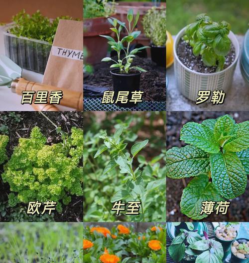 阳台适合栽种哪些香草植物？