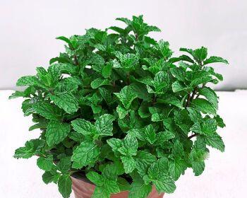 阳台适合栽种哪些香草植物？