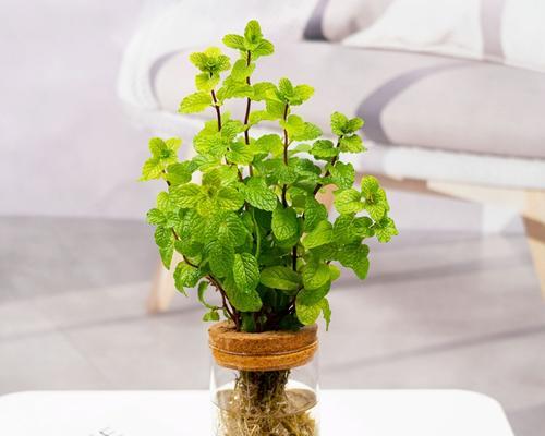 阳台适合栽种哪些香草植物？