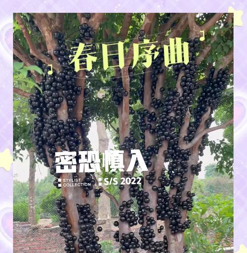 嘉宝果叶子发黄掉落怎么办？如何进行有效的防治？