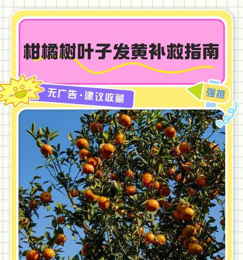 嘉宝果叶子发黄掉落怎么办？如何进行有效的防治？