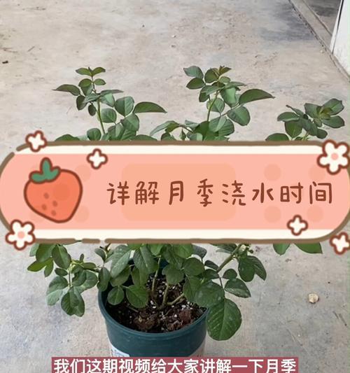 月季如何补晒？补晒的最佳时间和方法是什么？