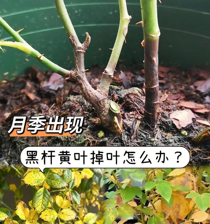 月季如何补晒？补晒的最佳时间和方法是什么？