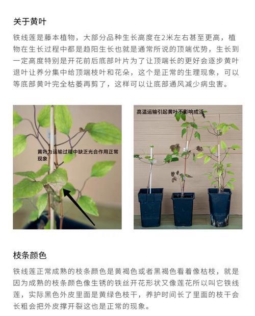 铁线莲兰花的养护难度及正确养护方法是什么？