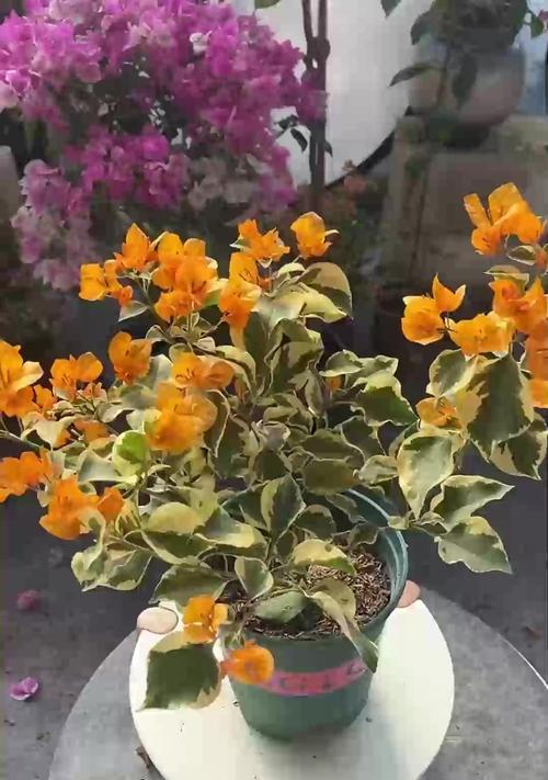 三角梅开完花枝条干枯？是什么原因导致的？