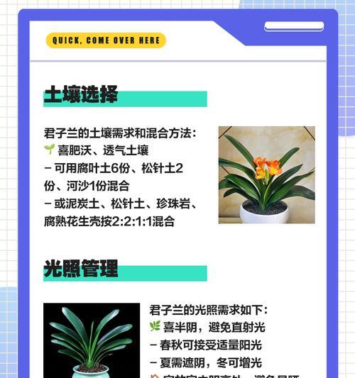君子兰授粉需要什么条件？