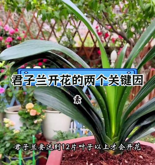 君子兰授粉需要什么条件？