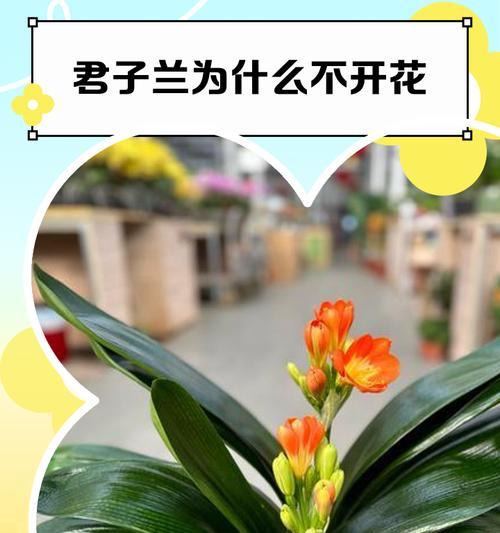 君子兰授粉需要什么条件？