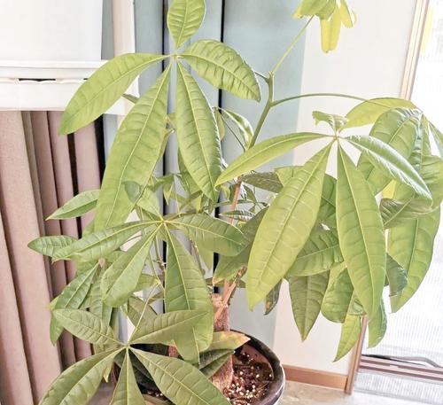 阳台种植哪些花卉寓意吉祥？