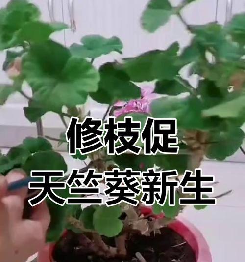天竺葵黄叶边的管理方法是什么？