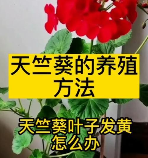 天竺葵黄叶边的管理方法是什么？