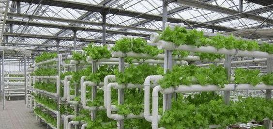 绒花籽栽培需要掌握哪些技术要点？