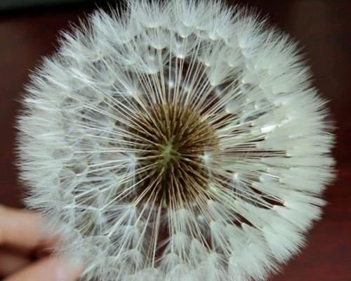 绒花籽栽培需要掌握哪些技术要点？