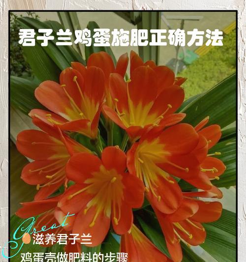 君子兰开花时需要添加什么肥料？