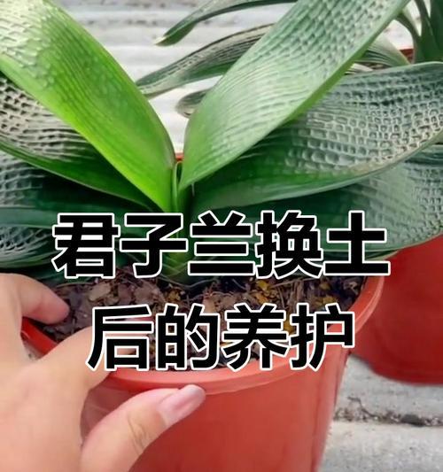 君子兰换盆换土的最佳时机是什么时候？