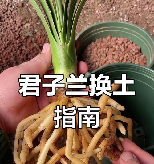 君子兰换盆换土的最佳时机是什么时候？