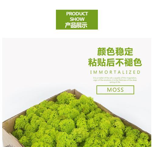 鹿角藓叶子发黄的处理方法是什么？