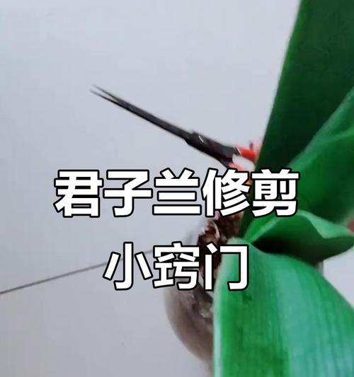 君子兰叶面干瘪怎么办？如何恢复君子兰的健康？
