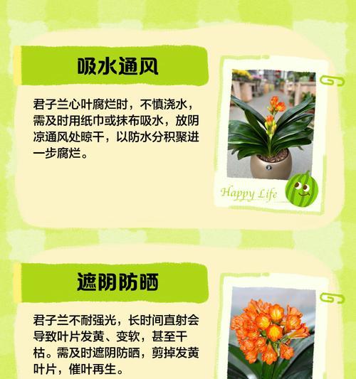 君子兰叶面干瘪怎么办？如何恢复君子兰的健康？