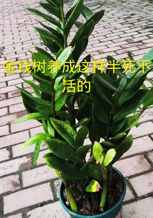树叶子发黄剪掉怎么让它重新发芽？修剪后如何促进新芽生长？