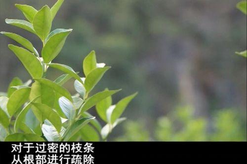 秋梢的施肥技巧和方法有哪些？如何操作？