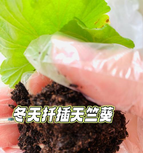 天竺葵扦插怎么不生根？有效促进生根的方法是什么？