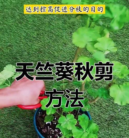 天竺葵扦插怎么不生根？有效促进生根的方法是什么？