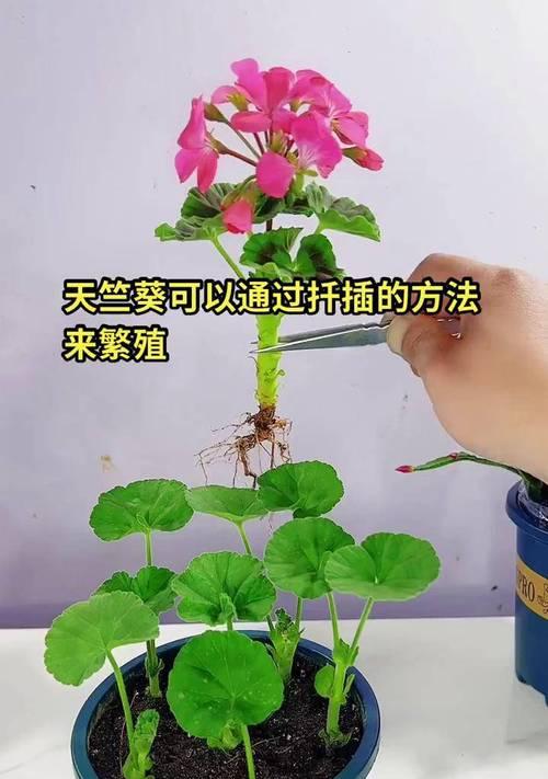 天竺葵扦插怎么不生根？有效促进生根的方法是什么？