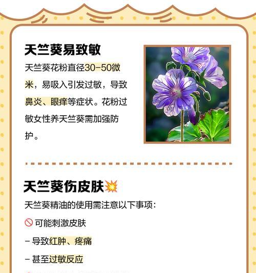 喜欢天竺葵的人应该如何养护？