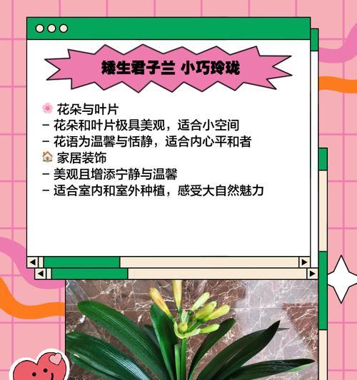 恩格母君子兰的特征是什么？