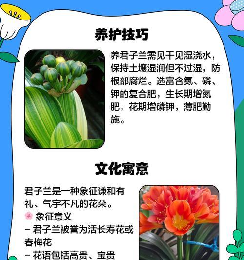 恩格母君子兰的特征是什么？