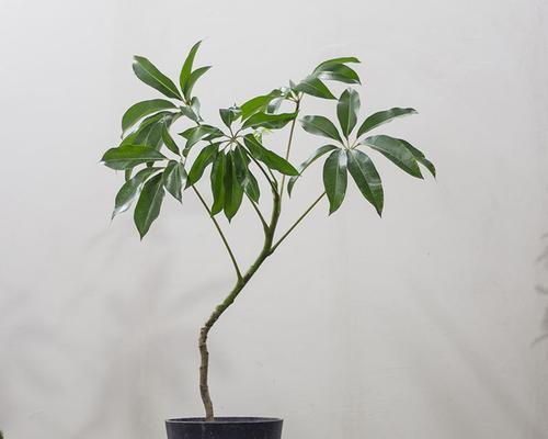 日本保罗室内观赏植物种类有哪些？