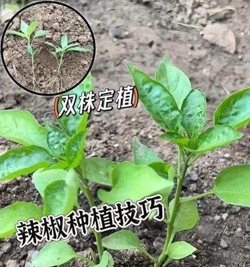 辣椒苗叶子发黄的解决方法是什么？