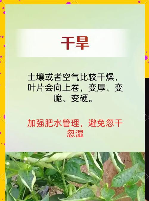 辣椒苗叶子发黄的解决方法是什么？