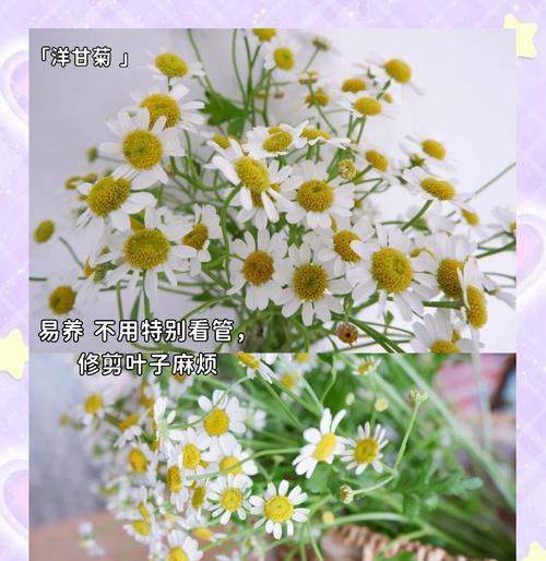 草花叶子发黄怎么办？如何有效控制草花叶子发黄？