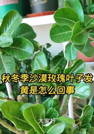 草花叶子发黄怎么办？如何有效控制草花叶子发黄？