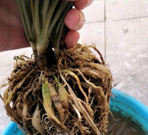 吊兰盆景修剪的最佳方法是什么？修剪后如何促进新芽生长？