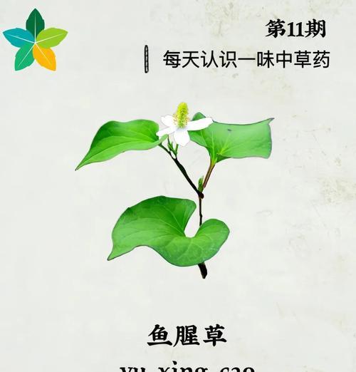 鱼腥草叶子发黄的原因及解决办法是什么？
