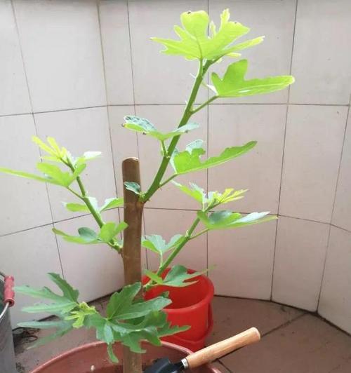 盆景小院遮阴架的正确使用方法？