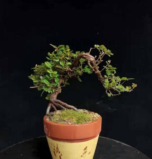 盆景小院遮阴架的正确使用方法？