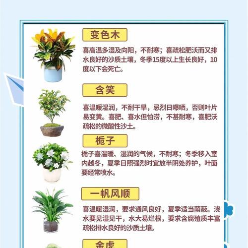 君子兰珍品花魁的养殖方法是什么？