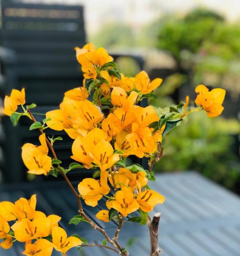 黄色三角梅家庭养护技巧？如何保持花色鲜艳？