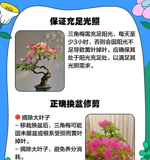 黄色三角梅家庭养护技巧？如何保持花色鲜艳？