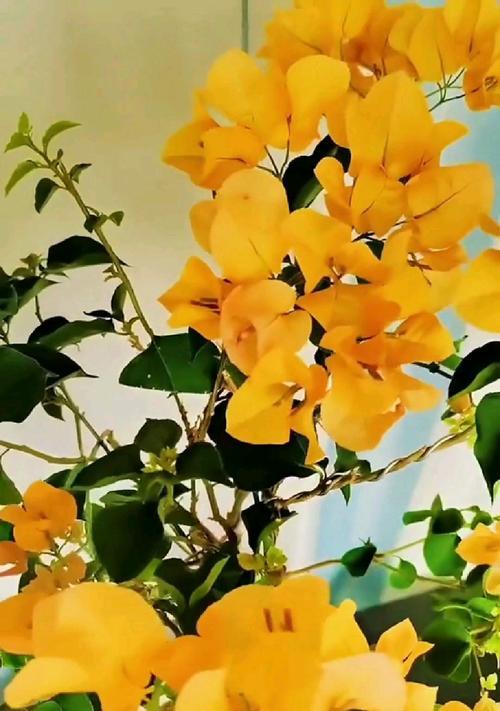 黄色三角梅家庭养护技巧？如何保持花色鲜艳？