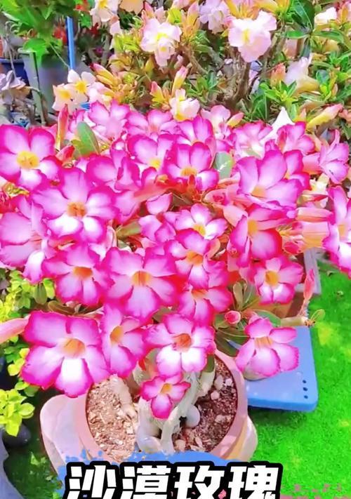 沙漠玫瑰如何正确浇水和施肥？
