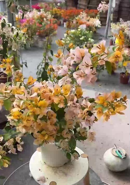 沙漠玫瑰如何正确浇水和施肥？