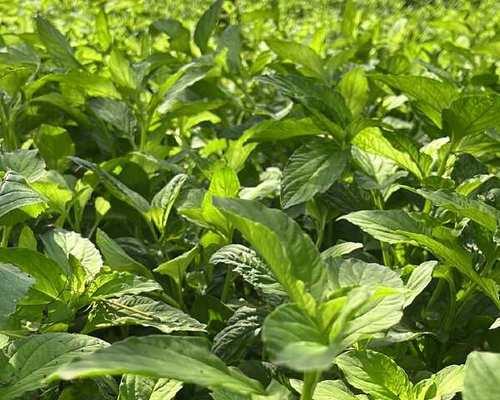 香草云南植物的特点是什么？如何栽培和养护？