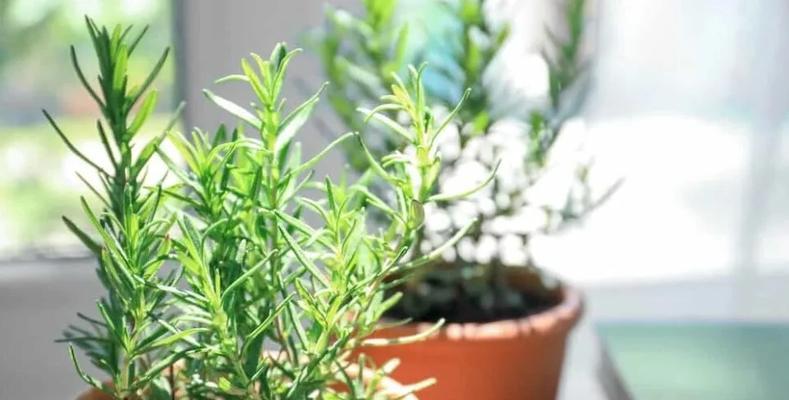 香草云南植物的特点是什么？如何栽培和养护？