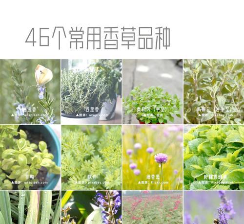 香草云南植物的特点是什么？如何栽培和养护？